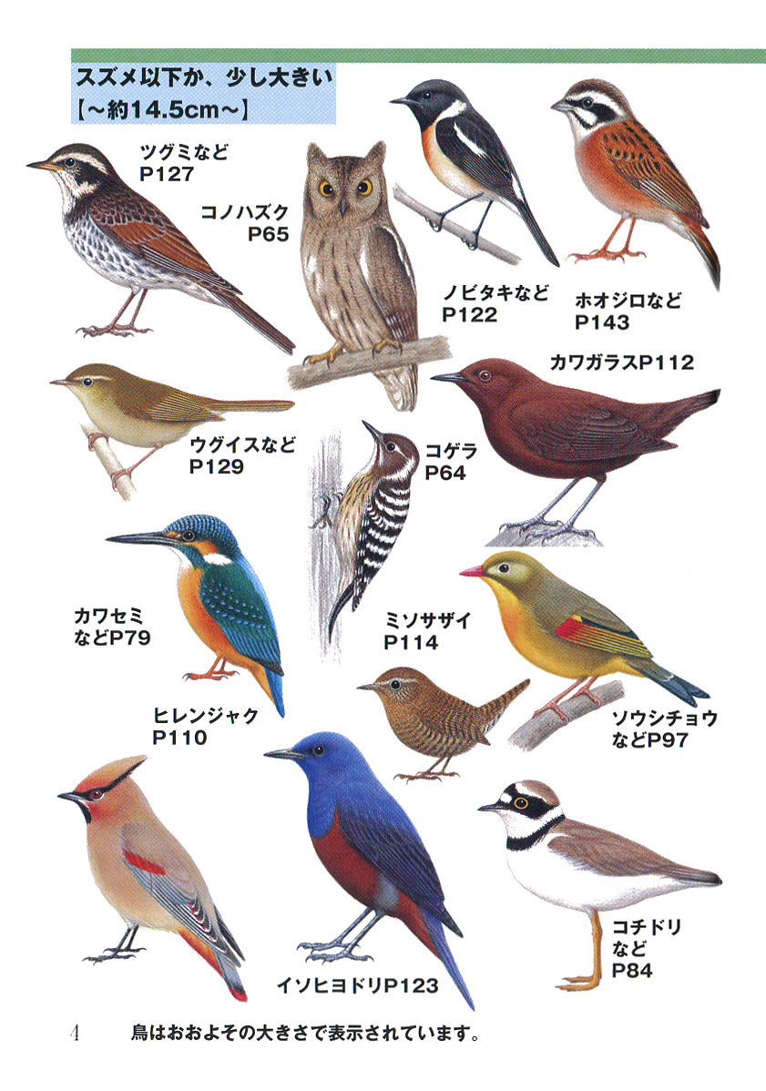 試し読み 久保田修 ひと目で見分ける287種 野鳥ポケット図鑑 新潮社