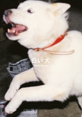 梅佳代 白い犬 新潮社 梅佳代 白い犬 新潮社